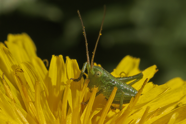 Neanidi di Tettigonia sp.